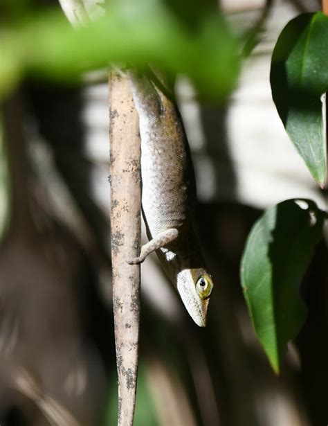 Green Anole from Okefenokee NWR; Charlton County, GA, USA on April 15 ...