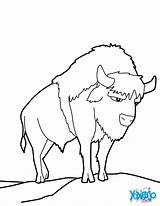 Bisonte Colorare Colorear Bills Bison Realista Supercoloring  sketch template