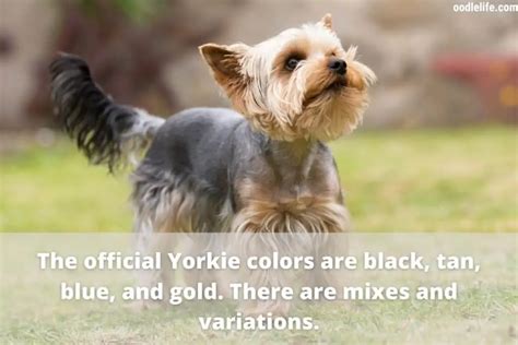 Yorkie Colors - Yorkshire Terrier Coat Colors [Photo Guide And ...