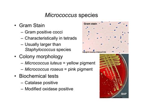 Micrococcus species