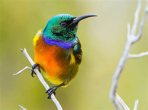 Orange-breasted Sunbird - eBird