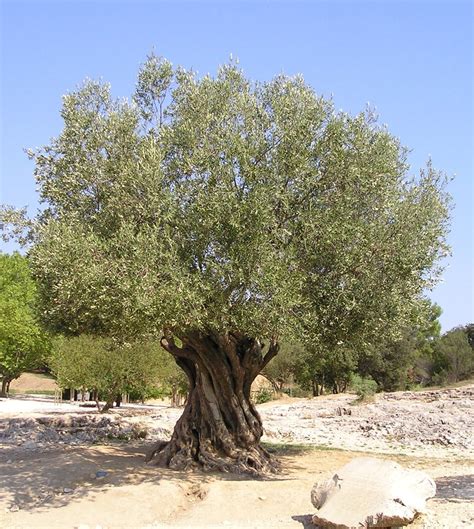 Olive Tree Olea europaea Tree 20 Seeds Anatolian Rare | Etsy