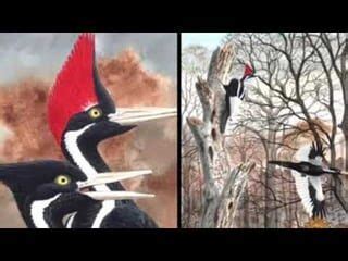 Ivory Billed Woodpecker Returns from Extinction – BYONDR