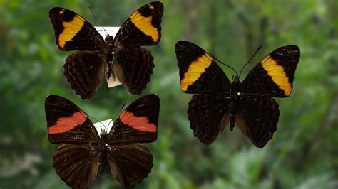 S36 E12: Butterfly Mimicry | Nature | Watch | THIRTEEN - New York Public Media