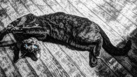 Grayscale photo of cat HD wallpaper | Wallpaper Flare