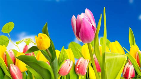 Tulip Garden 4K wallpaper download