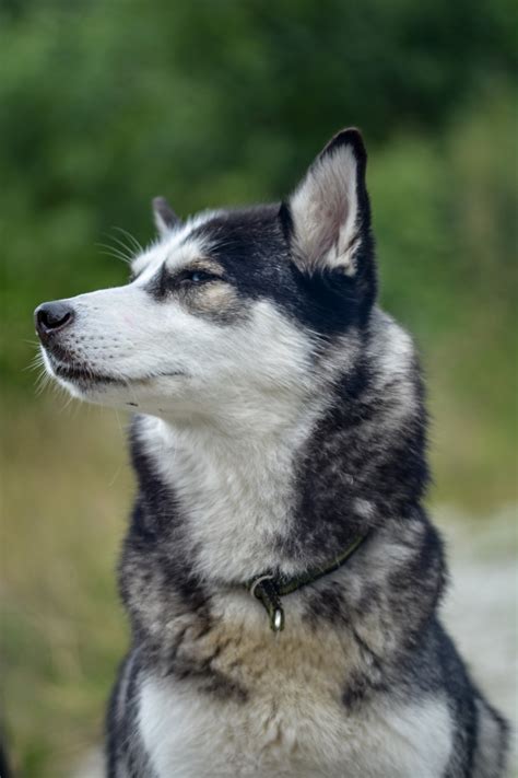 Free Images : puppy, vertebrate, dog breed, sled dog, siberian husky, alaskan malamute, karelian ...