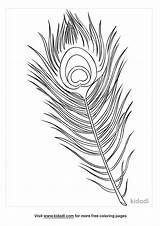 Peacock Feather Coloring Page sketch template