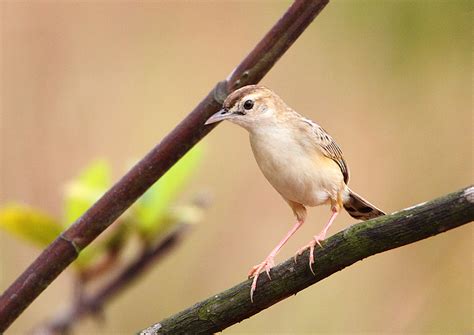 Zitting Cisticola | BirdForum