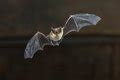 Image of flying bat | CreepyHalloweenImages