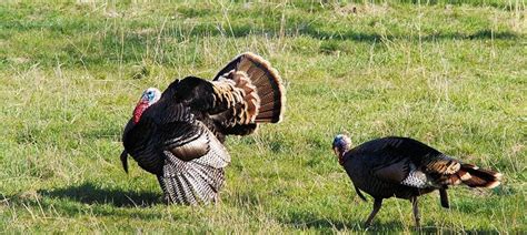 Fall Turkey Hunting Season Suspended