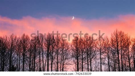 Fall Color Of Aspen Tree Panorama: Over 2,034 Royalty-Free Licensable Stock Photos | Shutterstock