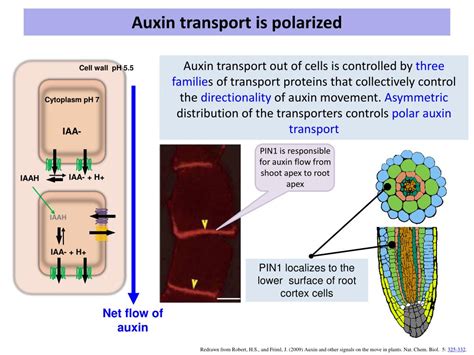 PPT - Auxin PowerPoint Presentation, free download - ID:2381996