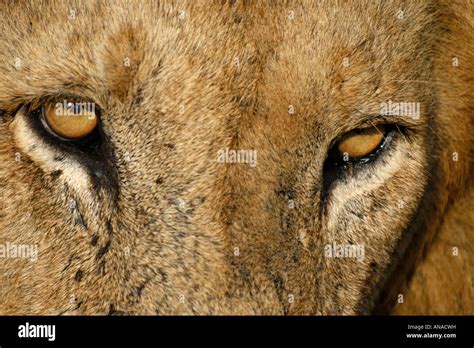 Lion eyes close up hi-res stock photography and images - Alamy