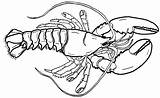 Lobster Coloring Outline Pages Clip Colouring Drawing Animal Template  sketch template