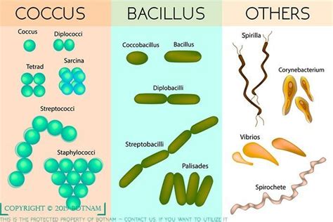 Different Forms of Bacteria | Bacteria types, Microbiology, Bacteria