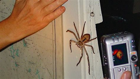 Huntsman Spider Size