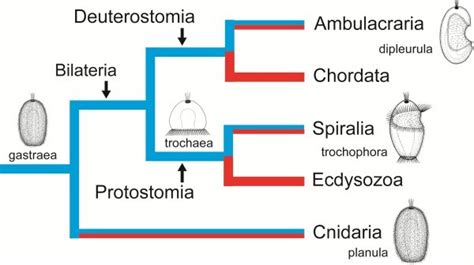 Eumetazoa ~ Detailed Information | Photos | Videos