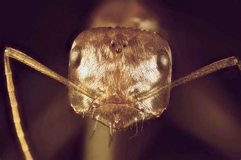 Silver coat lets Saharan ants withstand scorching desert heat | New Scientist