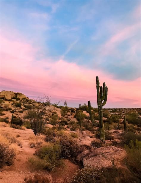 desert cactus sunset saguaro scottsdale tucson arizona | photography print in 2020 | Arizona ...