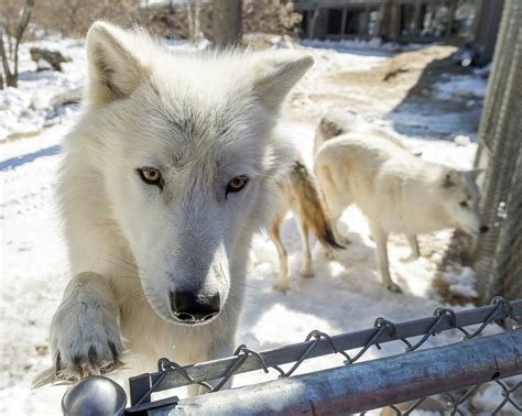 Arctic wolves in Minnesota adjusting to new pack | MPR News