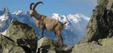 Studies of Extinct Ibex Could Save Today’s Tigers