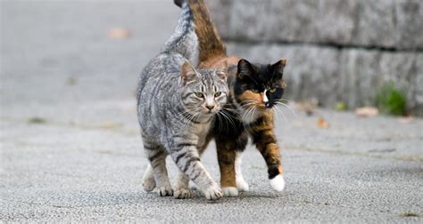 10 Facts About Feral Cats - Facts.net