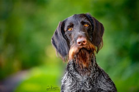 Deutsch Drahthaar "Ronja vom Juragrund" - julia kauer jagdhunde fotografie