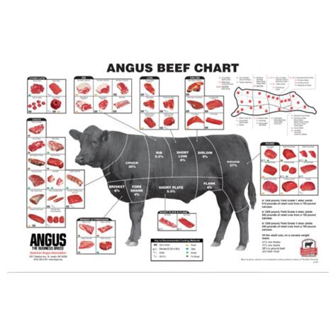 Angus Beef Cut Chart (small) – Angus Supply Store