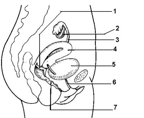 Lab Quiz #2 (female reproductive system) Diagram | Quizlet