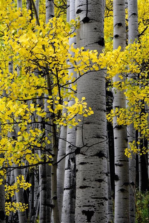 Aspen Trees Fall Photo Colorado Aspen Wall Art Fall Trees - Etsy ...