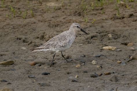 Portland Bird Observatory and Field Centre: 17th June