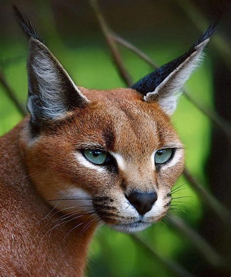 Gato Montés | Wild cats, Animals beautiful, Animals