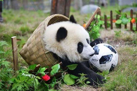 Cute Baby Panda Playing