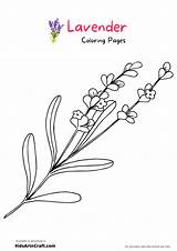 Lavender Coloring Flower Pot Pages Drawing Printable Colouring Flowers  sketch template
