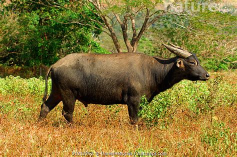 Stock photo of Tamaraw/ Mindoro Dwarf Buffalo ( Bubalus mindorensis) standing in…. Available for ...