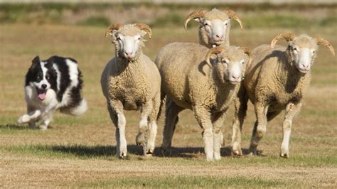 Afbeeldingsresultaat voor border collie herding sheep List Of All Animals, Border Collie Herding ...