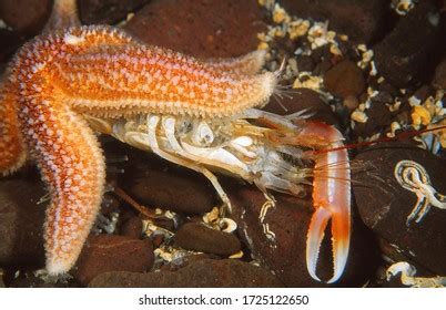 Starfish Feeding Royalty-Free Images, Stock Photos & Pictures | Shutterstock