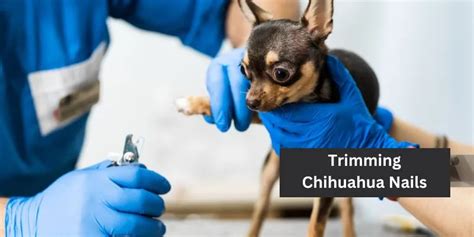 The Ultimate Guide to Chihuahua Nail Clipping:Tips & tricks