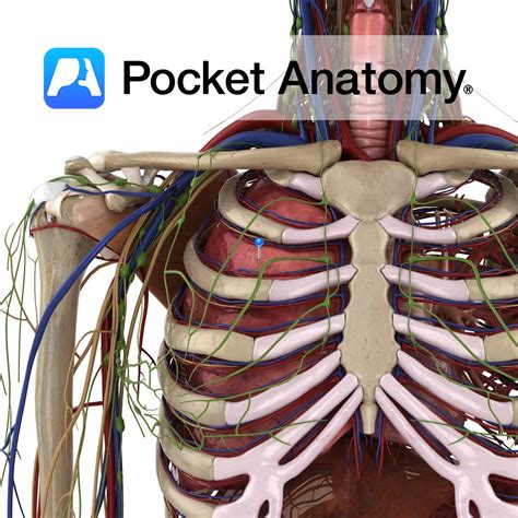 Lung - Pocket Anatomy