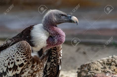 Vulture, Buzzard Looking At You Portrait Stock Photo, Picture And ... | Buzzard, Portrait, Vulture