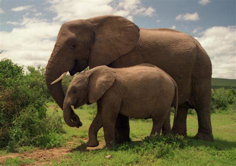 Addo Elephant National Park | Addo Elephant National Park is… | Flickr