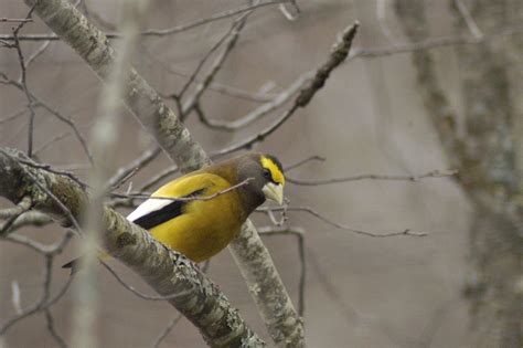 Evening grosbeak - song / call / voice / sound.