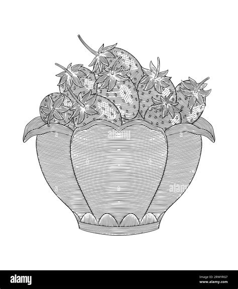 Strawberry in vase, vintage engraving drawing style vector illustration Stock Vector Image & Art ...
