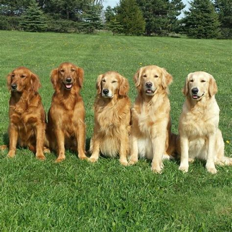 Different shades of Gold Retriever . in 2022 | Golden retriever dog ...