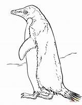 Adelie Penguin coloring Page  Free Printable Coloring Pages sketch template