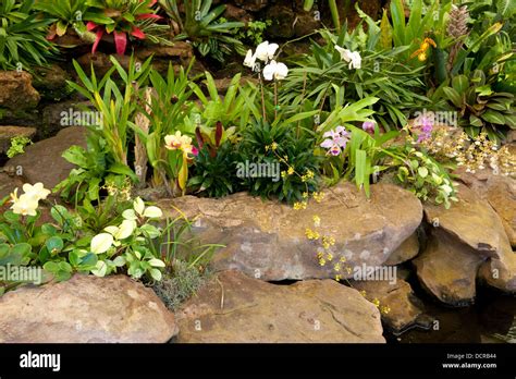 Orchids, Durban Botanic Gardens, Durban, South Africa Stock Photo - Alamy