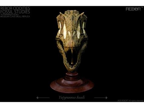 Rebor Oddities Fossil Studies Yutyrannus Huali Museum Class Skull Replica