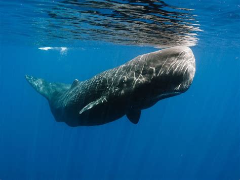 How Did the Sperm Whale Get Its Name? | Britannica