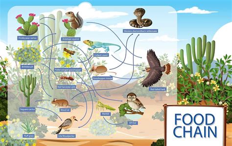 Diagram showing desert animals food chain 2952865 Vector Art at Vecteezy